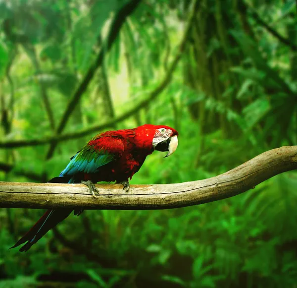 Papagaio na floresta — Fotografia de Stock