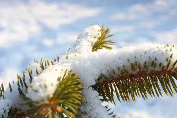 Karla kaplı çam ağacı — Stok fotoğraf