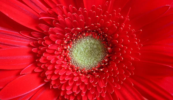 Flor macro vermelha — Fotografia de Stock