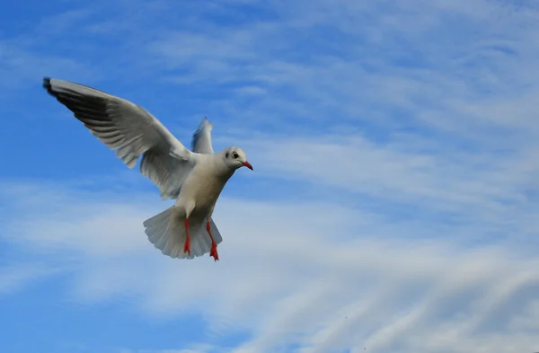 stock image Seagull