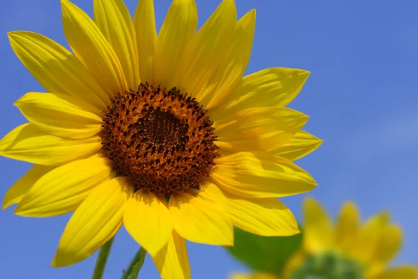 stock image Sunflower