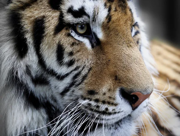 Cabeça de tigre — Fotografia de Stock
