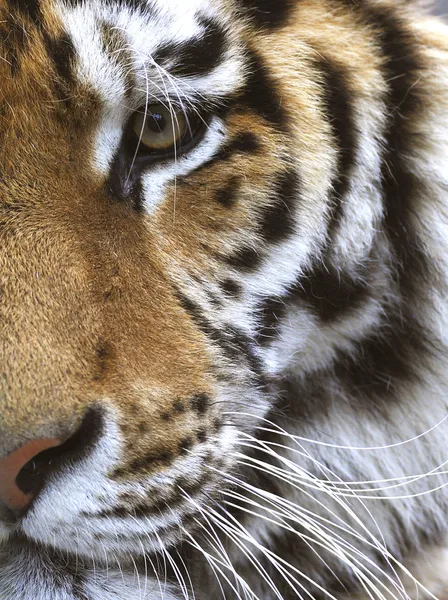 Голова тигра — стокове фото