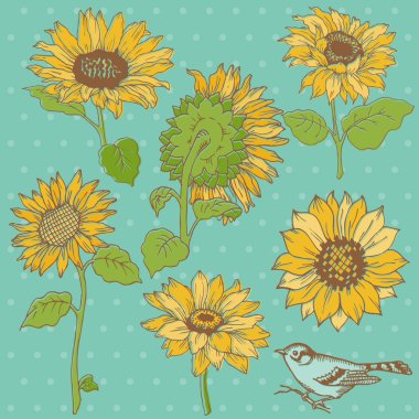 Flower Set: Detailed Hand Drawn Sunflowers in vector clipart