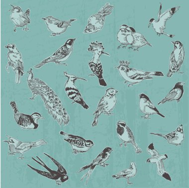 Hand drawn Birds - for design and scrapbook - in vector clipart