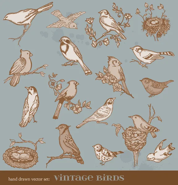 Hand dras vektor set: fåglar - utbud av vintage fågel nedanstående — Stock vektor