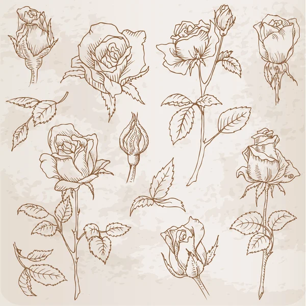 Set di fiori: rose disegnate a mano dettagliate in vettore — Vettoriale Stock