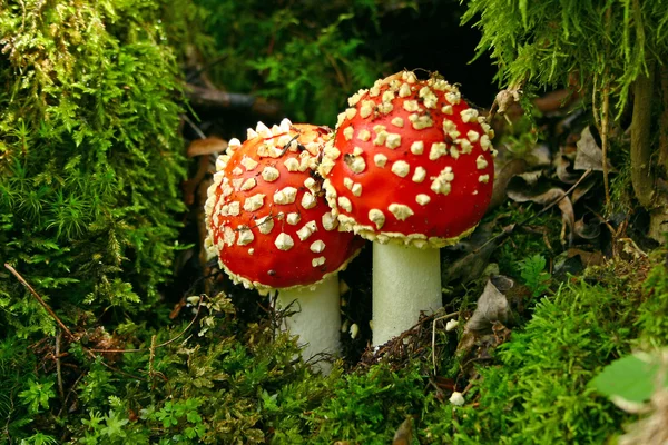 stock image Fly Agaric - Horizontal