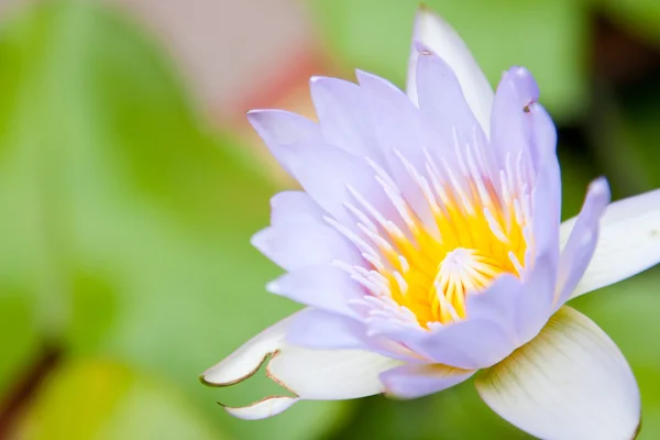 Lotus fleur — Photo