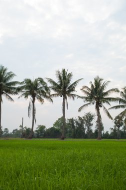 Trees in rice fields. clipart