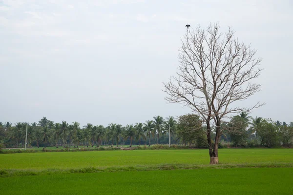 Abgestorbene Bäume und Reisfelder. — Stockfoto