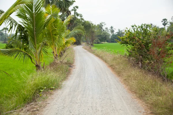 Caminho para o campo . — Fotografia de Stock