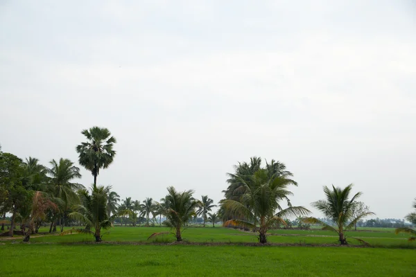 Árboles en campos de arroz . —  Fotos de Stock