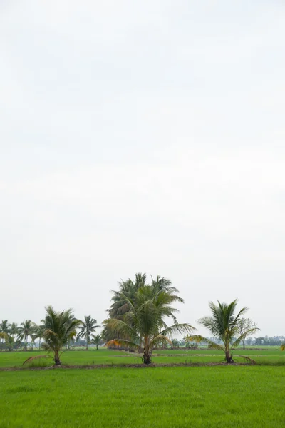 Árboles en campos de arroz . — Foto de Stock