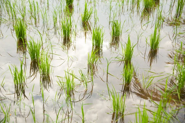 На рисовых полях . — стоковое фото