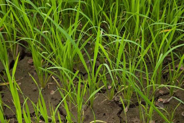 V rýžových polích. — Stock fotografie