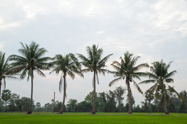 Fák a rizs mezők. — Stock Fotó