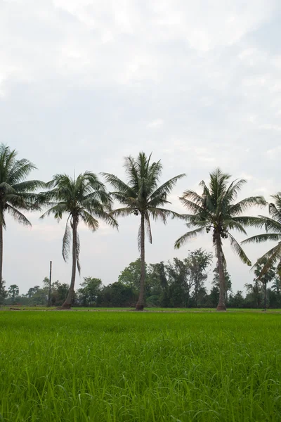 Дерева в рисових полях . — стокове фото