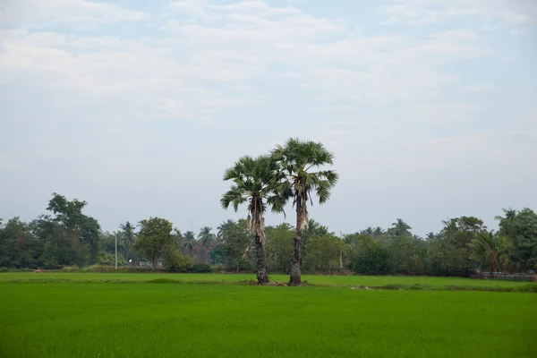 Árvores em campos de arroz . — Fotografia de Stock