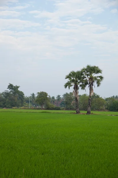 Bäume in Reisfeldern. — Stockfoto