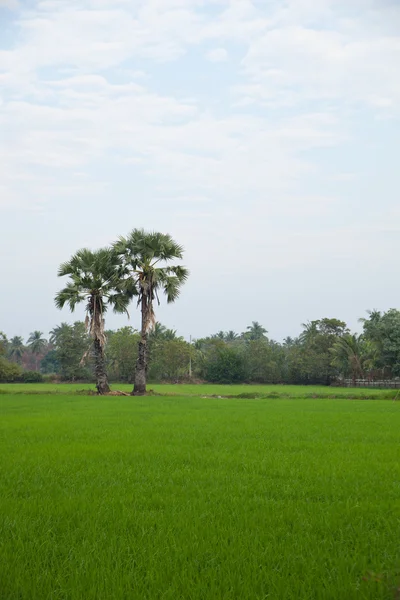 Дерева в рисових полях . — стокове фото