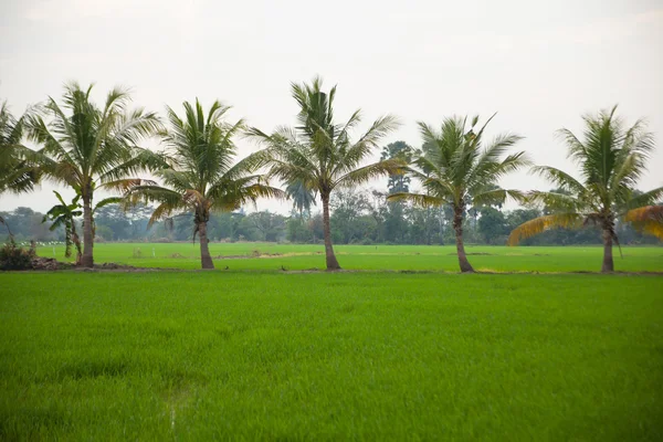Stromy v rýžových polích. — Stock fotografie