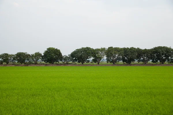 Pirinç tarlaları ağaçlarda. — Stok fotoğraf