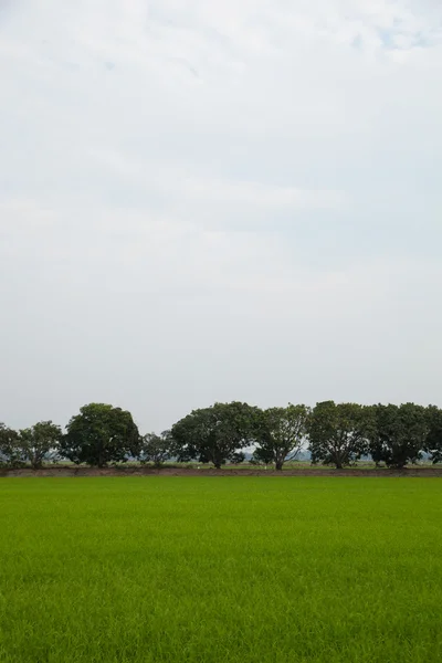 Trees in rice fields. — Stock Photo, Image