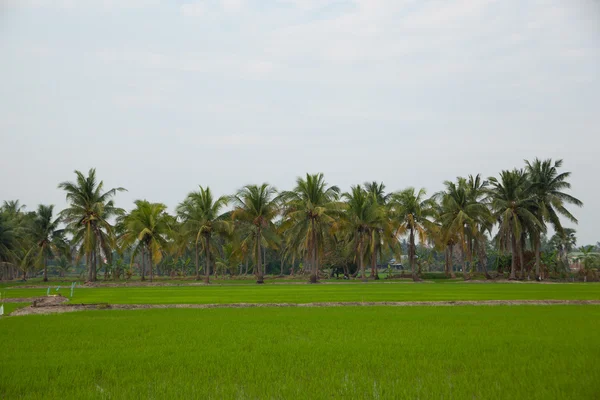 Bomen in rijstvelden. — Stockfoto