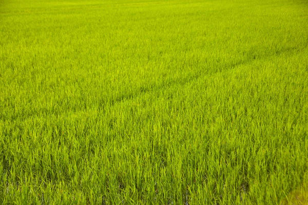 На рисових полях . — стокове фото