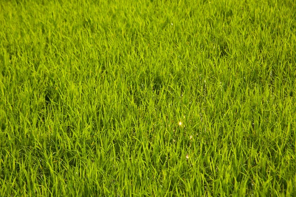In the rice fields. — Stock Photo, Image
