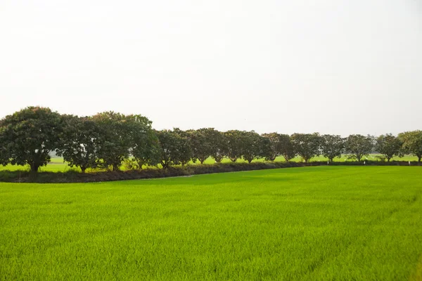 Drzewa w pola ryżowe. — Zdjęcie stockowe
