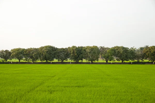 Bomen in rijstvelden. — Stockfoto