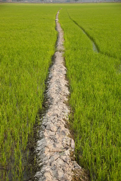 Caminho para o campo . — Fotografia de Stock