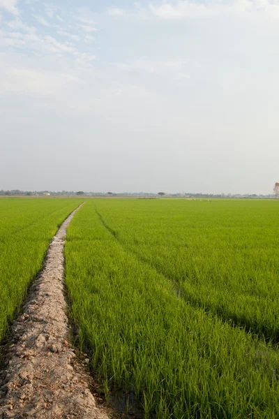 Chemin vers le champ . — Photo