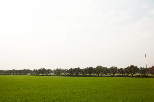 Bäume in Reisfeldern. — Stockfoto
