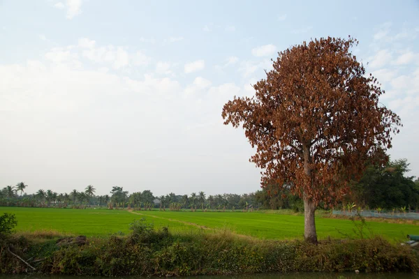 Pirinç tarlaları ağaçlarda. — Stok fotoğraf
