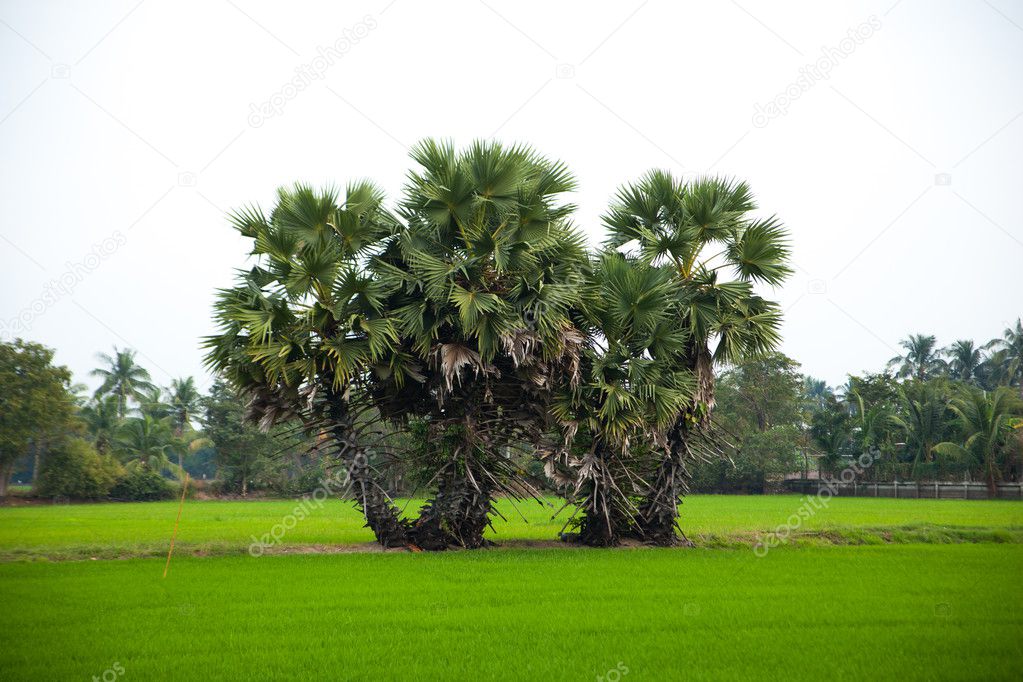 Trees in rice fields.