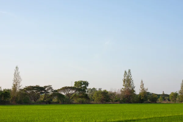 Árboles en campos de arroz . — Foto de Stock