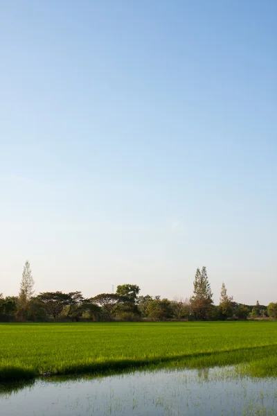 Drzewa w pola ryżowe. — Zdjęcie stockowe