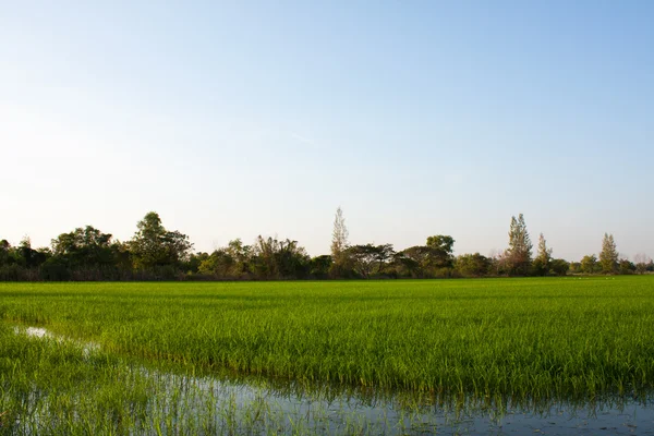 Arbres dans les rizières . — Photo