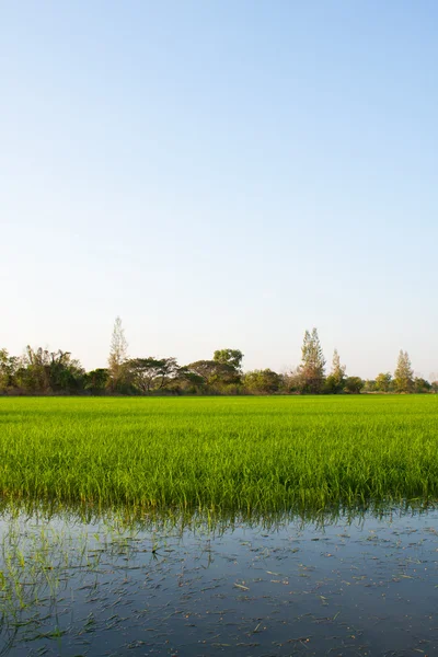 Деревья на рисовых полях . — стоковое фото