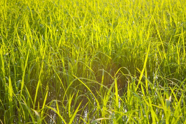 V rýžových polích. — Stock fotografie