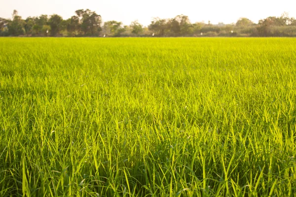 Árvores em campos de arroz . — Fotografia de Stock