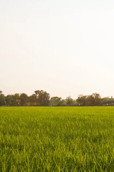 Деревья на рисовых полях . — стоковое фото