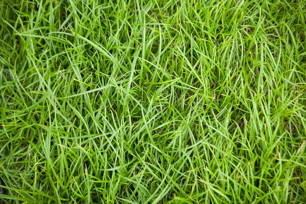 Zelená tráva. — Stock fotografie