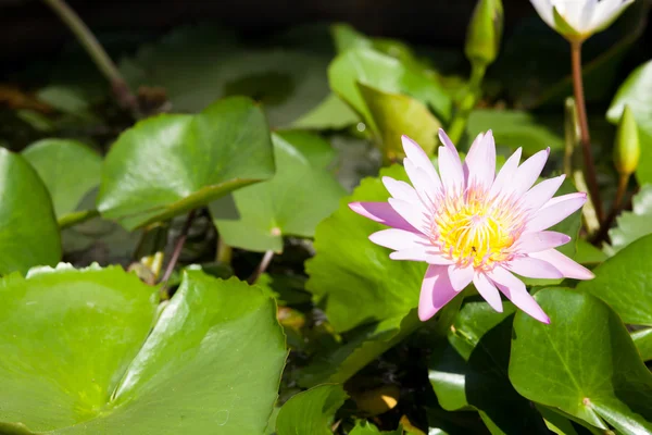 Lotus in pond — Stock Photo, Image