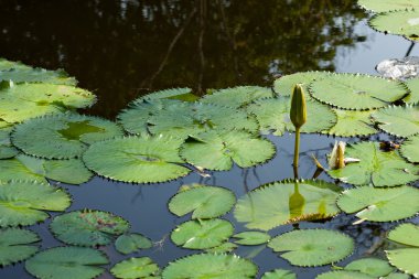 Lotus ve lotus gölet.