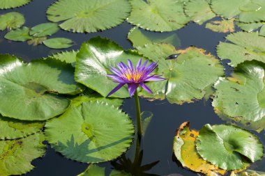 Lotus ve lotus gölet.