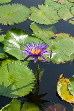 Lotus ve lotus gölet.